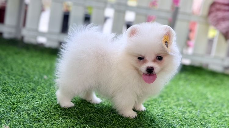 ปอมเมอเรเนียน (Pomeranian) เล็ก ปอมแท้ราคาถูก
