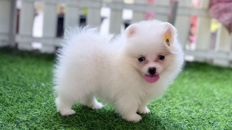 ปอมแท้ราคาถูก รูปที่ 2