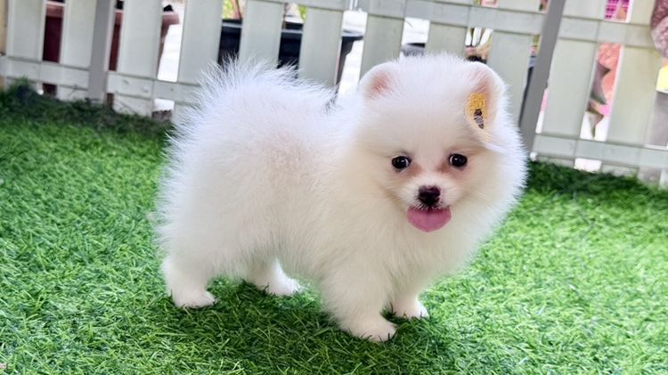 ปอมแท้ราคาถูก รูปที่ 3