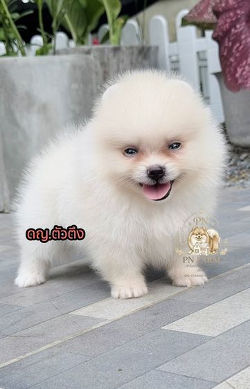 ปอมแท้ราคาถูก รูปที่ 4