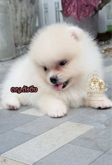 ปอมแท้ราคาถูก รูปที่ 2