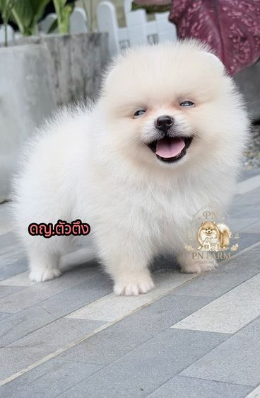 ปอมแท้ราคาถูก รูปที่ 5