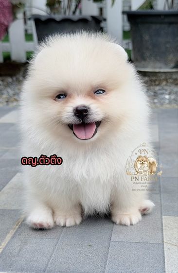 ปอมแท้ราคาถูก รูปที่ 3