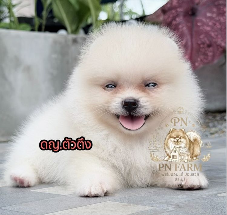 ปอมเมอเรเนียน (Pomeranian) เล็ก ปอมแท้ราคาถูก