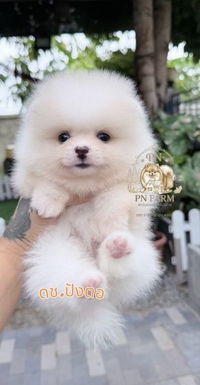 ปอมเมอเรเนียน (Pomeranian) เล็ก ปอมแท้