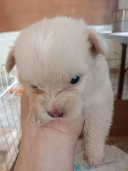น้องชิสุโกลเด้น รูปที่ 10
