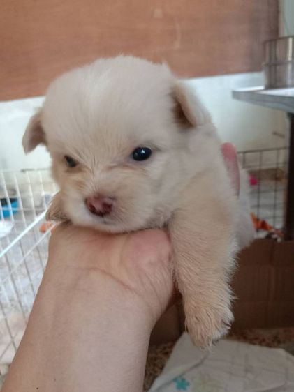 น้องชิสุโกลเด้น รูปที่ 11