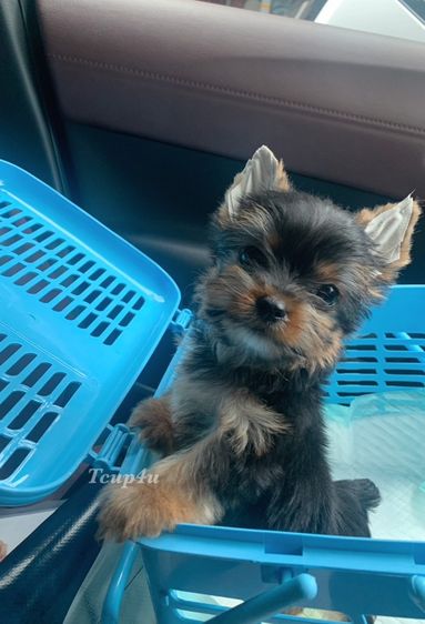 ยอร์คเชียร์ เทอร์เรีย (Yorkshire Terrier) ลูกยอร์คเชียร์ หน้าตุ๊กตา เพศผู้ ไซร์เล็ก
