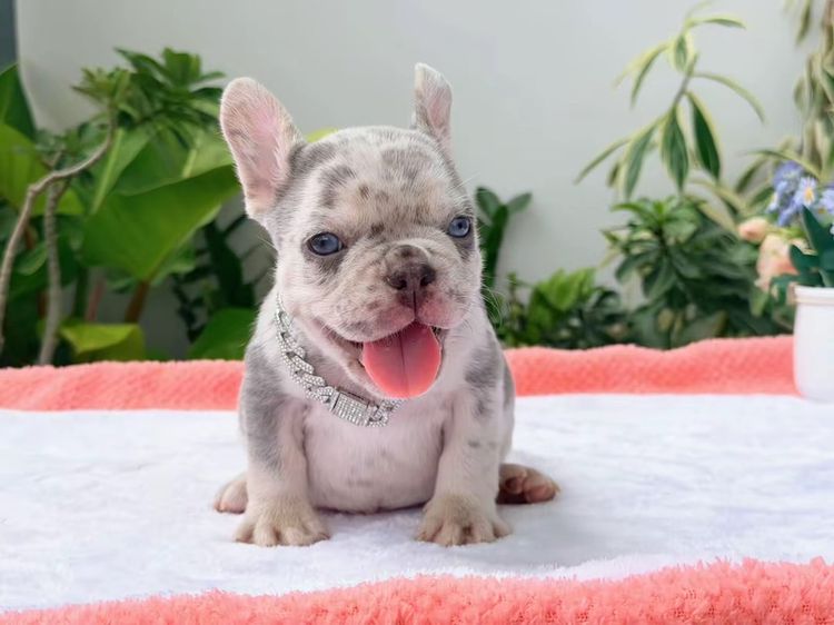เฟรนช์ บูลด็อก (French Bulldog) เล็ก เฟรนบลูด็อก ไลแลคเมอร์ตาฟ้า ชาย ส่งฟรี