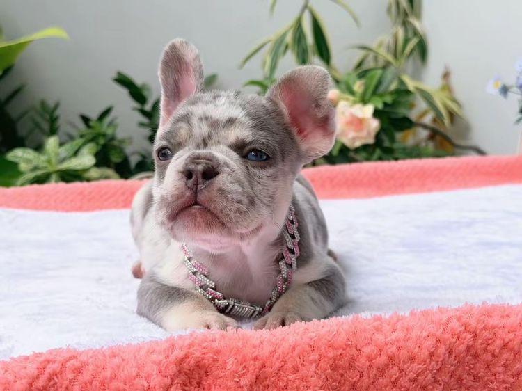 เฟรนช์ บูลด็อก (French Bulldog) เล็ก เฟรนบลูด็อก ไลแลคเมอร์ หญิง ส่งฟรี