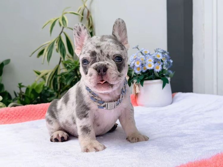 เฟรนช์ บูลด็อก (French Bulldog) เล็ก เฟรนบลูด็อก ไลแลคเมอร์ ตาฟ้า  หญิง ส่งฟรี