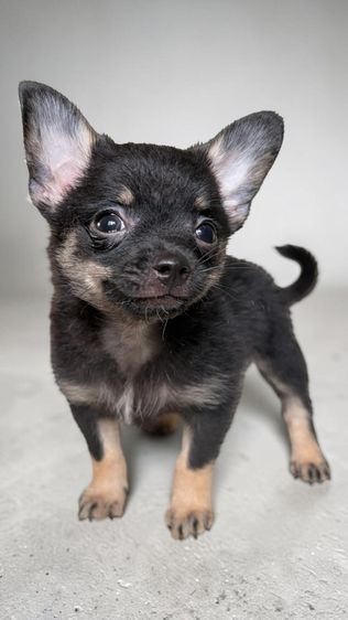 ชิวาวา (Chihuahua) ชิวาวาแท้ สีแบล็คแทน เพศผู้ ไซซ์เล็ก