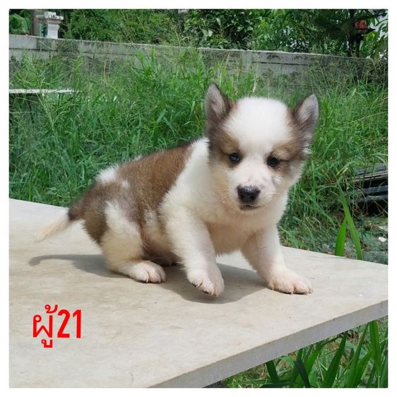 บางแก้ว (Thai Bangkaew Dog) กลาง ขายบางแก้วแท้ ทำวัคซีนให้พร้อมใบเพ็คส่งฟรีกทม,ปริมณฑล