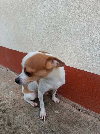 ชิวาวา (Chihuahua) เล็ก ชิวาวา