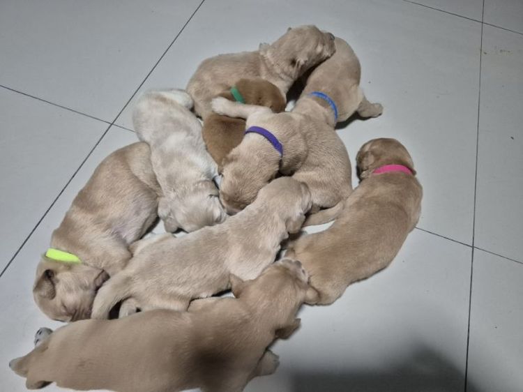 โกลเด้นรีทรีฟเวอร์ (Golden Retriever) เล็ก โกเด้นแท้ สวยๆ หล่อๆ