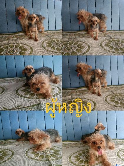 ยอร์คเชียร์ เทอร์เรีย (Yorkshire Terrier) เล็ก ยอร์คเชียร์เทอร์เรีย