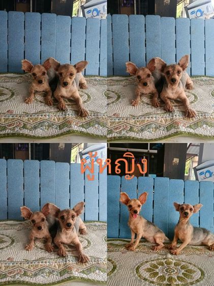 ยอร์คเชียร์เทอร์เรีย รูปที่ 3