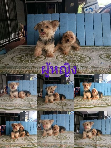 ยอร์คเชียร์เทอร์เรีย รูปที่ 2