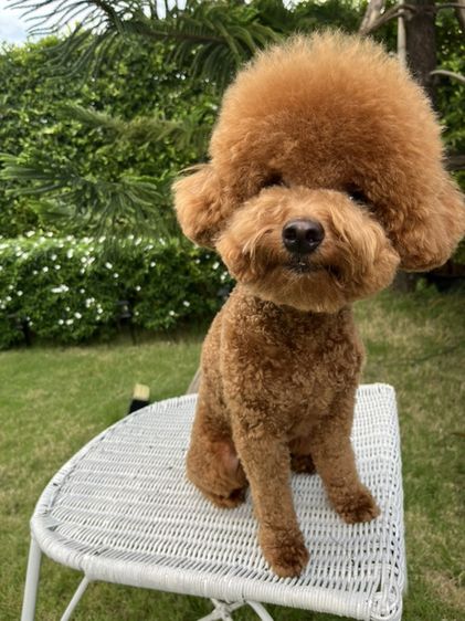 พุดเดิ้ล (Poodle) เล็ก ขายสุนัขพุดเดิ้ลทอย สีนํ้าตาล
