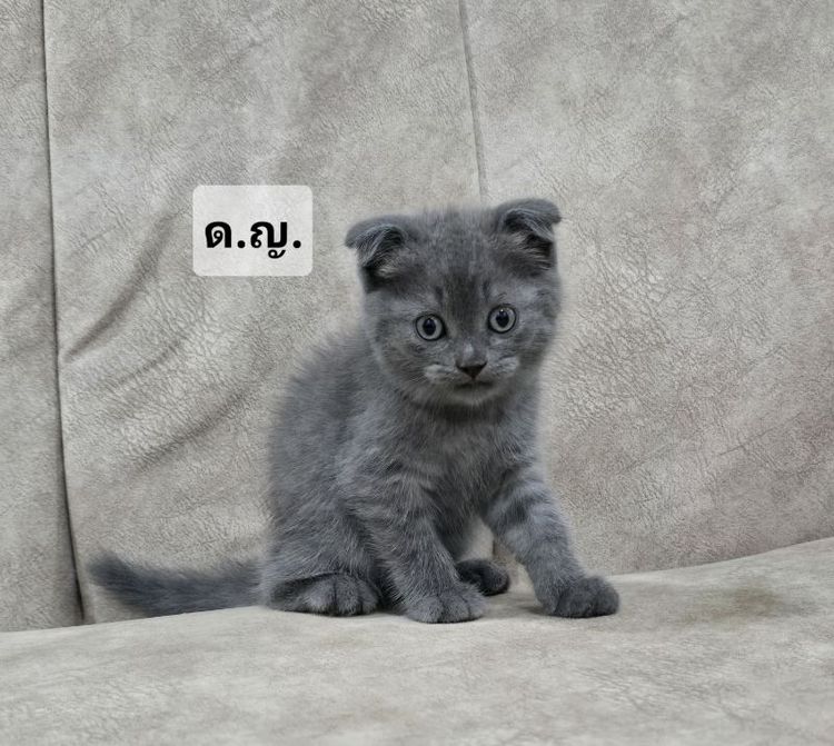 น้องแมวสก็อตติช ราชบุรี นครปฐม รูปที่ 4