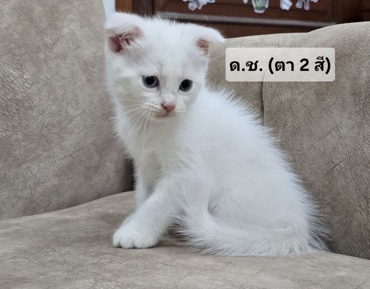น้องแมวสก็อตติช ราชบุรี นครปฐม รูปที่ 3