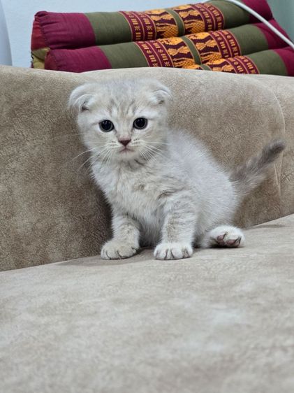 น้องแมวสก็อตติช ราชบุรี นครปฐม