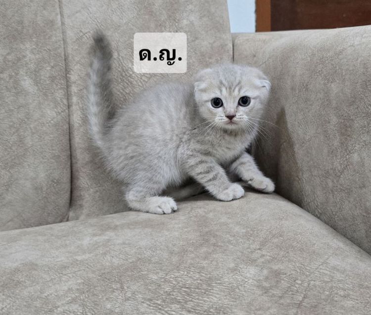 น้องแมวสก็อตติช ราชบุรี นครปฐม รูปที่ 2