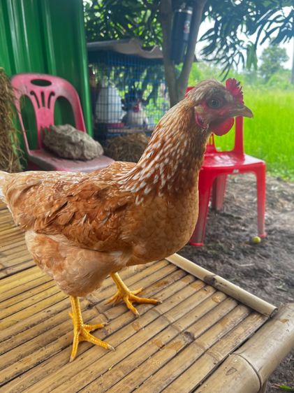 ไก่ สวยงาม ไก่5นิ้ว ไก่ไข่สามสายพันธุ์