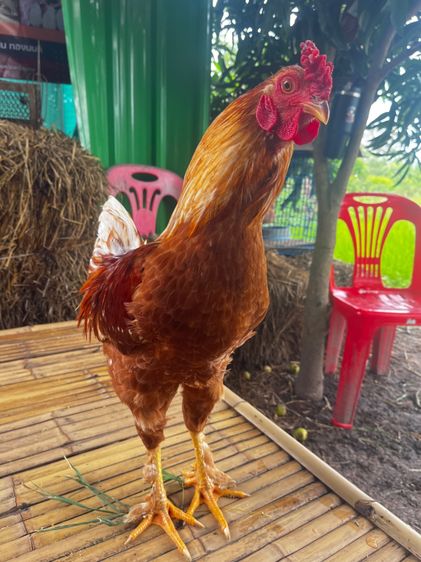 ไก่ สวยงาม ไก่5นิ้ว ไก่ไข่สามสายพันธุ์ รูปที่ 2