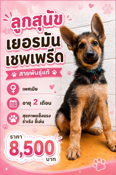 เยอรมันเชพเพิร์ด (German Shepherd) เล็ก ลูกสุนัขเยอรมันเชพเพิร์ด เพศเมีย อายุ 2 เดือน 