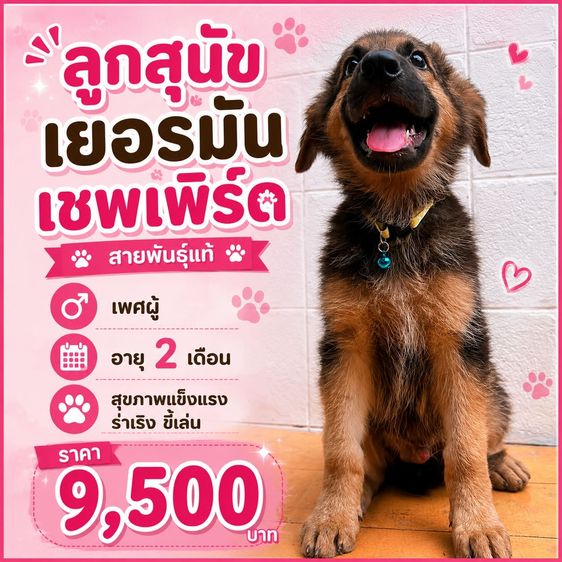เยอรมันเชพเพิร์ด (German Shepherd) เล็ก ลูกสุนัขเยอรมันเชพเพิร์ด เพศผู้ อายุ 2 เดือน