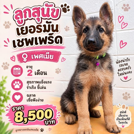 เยอรมันเชพเพิร์ด (German Shepherd) เล็ก ลูกสุนัขเยอรมันเชพเพิร์ด เพศเมีย อายุ 2 เดือน
