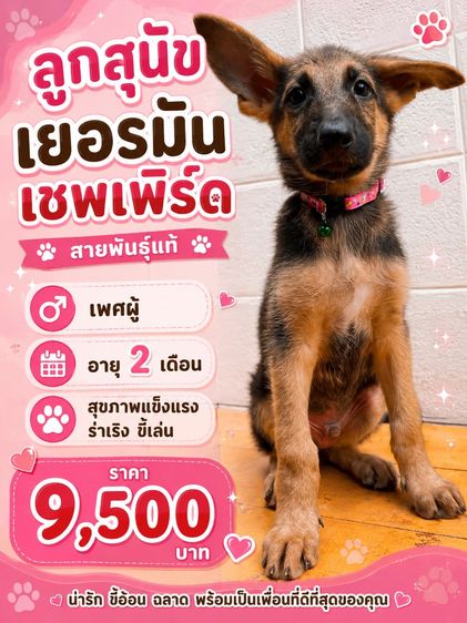 เยอรมันเชพเพิร์ด (German Shepherd) เล็ก ลูกสุนัขเยอรมันเชพเพิร์ด เพศผู้ อายุ 2 เดือน
