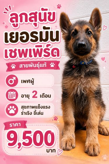 เยอรมันเชพเพิร์ด (German Shepherd) เล็ก ลูกสุนัขเยอรมันเชพเพิร์ด เพศผู้ อายุ 2 เดือน