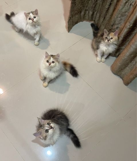 เปอร์เซีย (Persian) แมวเปอร์เซีย