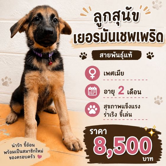 เยอรมันเชพเพิร์ด (German Shepherd) เล็ก ลูกสุนัขเยอรมันเชพเพิร์ด เพศเมีย อายุ 2 เดือน
