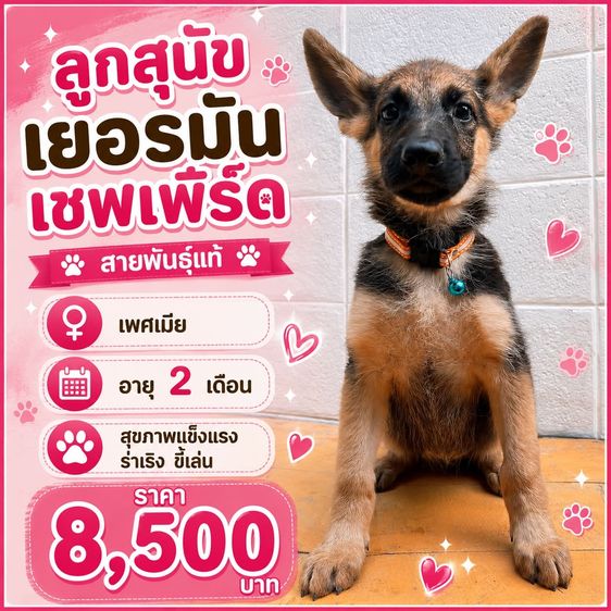 เยอรมันเชพเพิร์ด (German Shepherd) เล็ก ลูกสุนัขเยอรมันเชพเพิร์ด เพศเมีย อายุ 2 เดือน