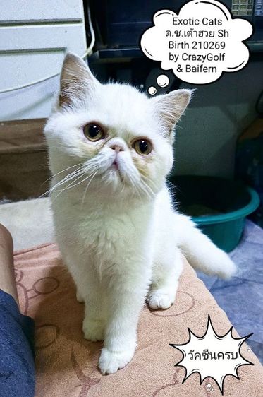 เอ็กโซติก แคท รูปที่ 15