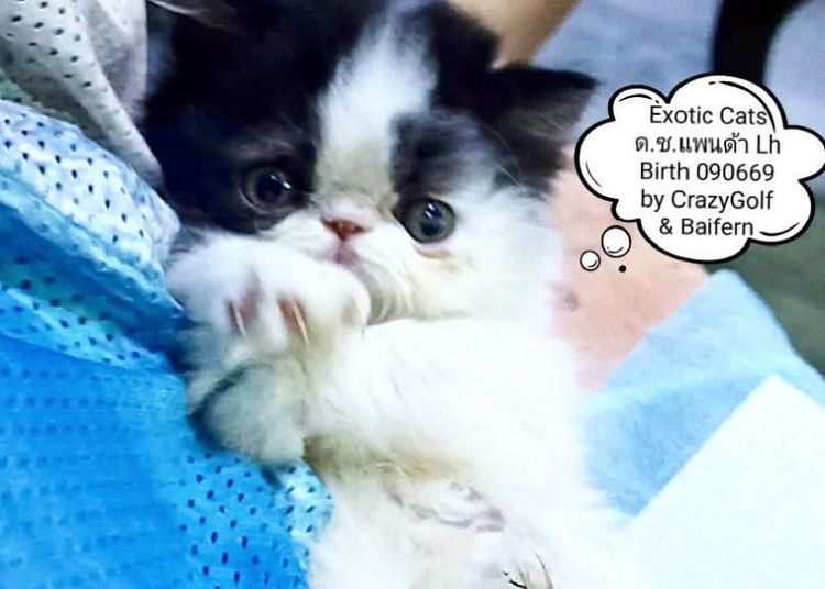 เอ็กโซติก ชอร์ตแฮร์ (Exotic Shorthair) เอ็กโซติก แคท