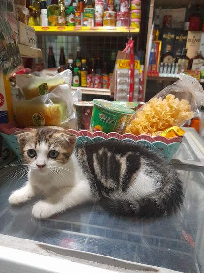 สก็อตติช โฟลด์ (Scottish Fold) สก็อตชอตแฮร์เพศเมียเปิดให้อุ้มราคาเบาเบา