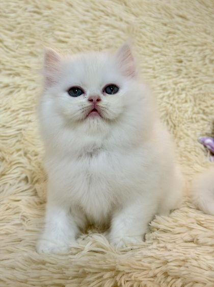 แมว เปอร์เซีย สีขาว รูปที่ 9