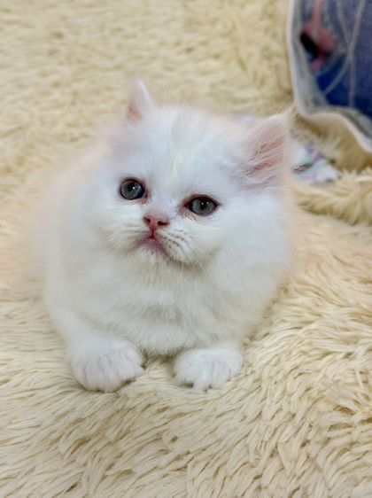 แมว เปอร์เซีย สีขาว รูปที่ 6