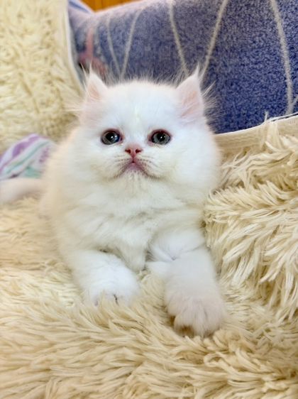 แมว เปอร์เซีย สีขาว รูปที่ 8