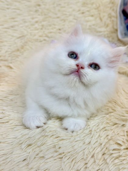 แมว เปอร์เซีย สีขาว รูปที่ 4