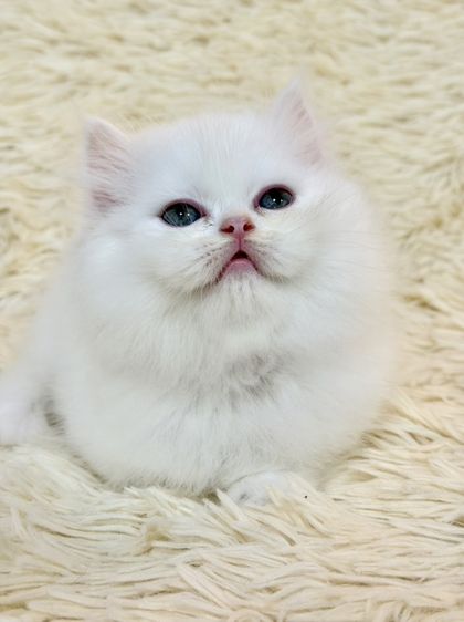 เปอร์เซีย (Persian) แมว เปอร์เซีย สีขาว