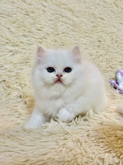 แมว เปอร์เซีย สีขาว รูปที่ 7