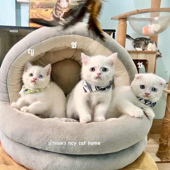 สก็อตติช โฟลด์ (Scottish Fold) สก็อตติสโฟล