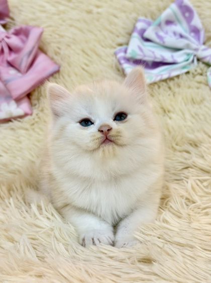 สก๊อตติชขนยาว รูปที่ 3