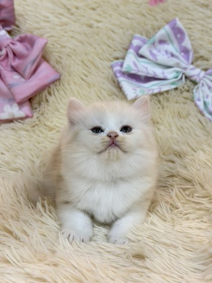 สก๊อตติชขนยาว รูปที่ 16