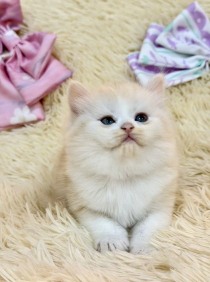 สก๊อตติชขนยาว รูปที่ 4